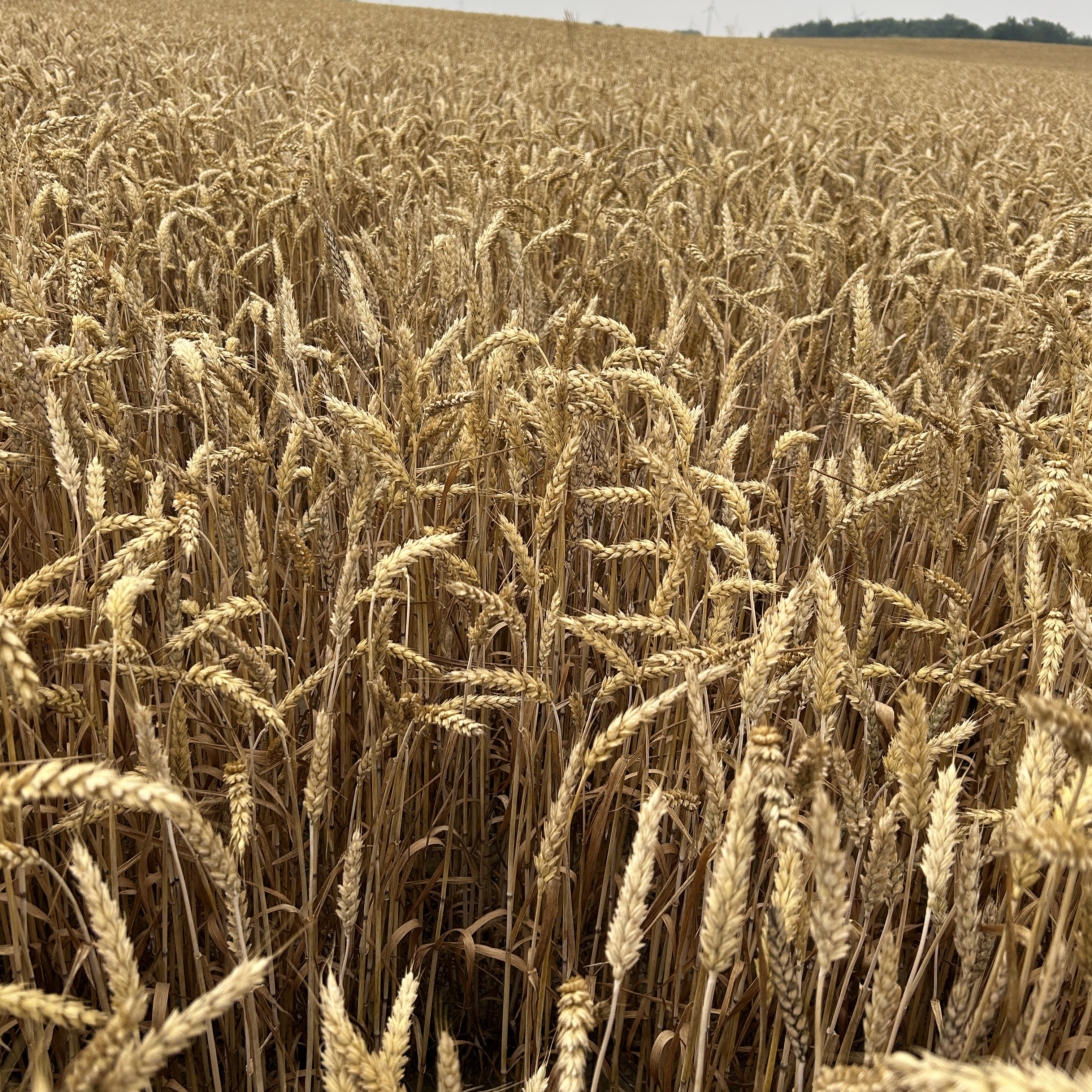 Physiologically mature wheat.